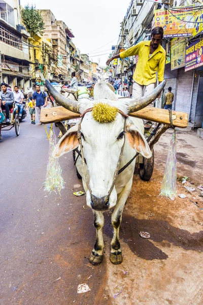 Wół transportu koszyk na wczesnym rankiem w old delhi — Zdjęcie stockowe