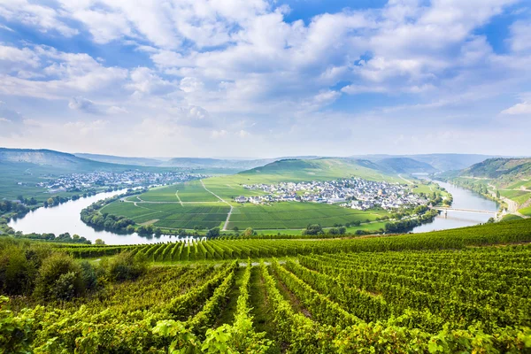 Berühmte Moselwindungen mit Weinbergen — Stockfoto