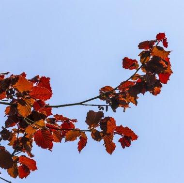 fındık mavi gökyüzü altında bırakır. 