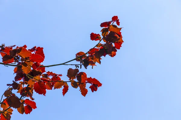 ヘーゼル ナッツの青空の下で葉します。 — ストック写真