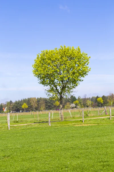 Paisagem rural com árvore — Fotografia de Stock