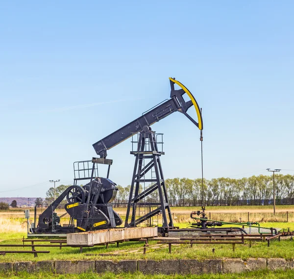 Manada de cerdos en una granja biológica — Foto de Stock