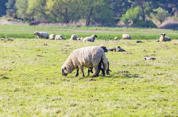 Весеннее пастбище с стадом овец и ягнят — стоковое фото