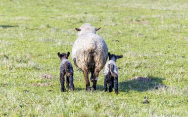 Koyun ve kuzu sürüsüyle bahar otlağı 