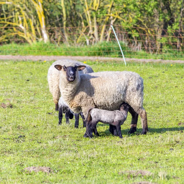Vårbete med får- och lammflock — Stockfoto