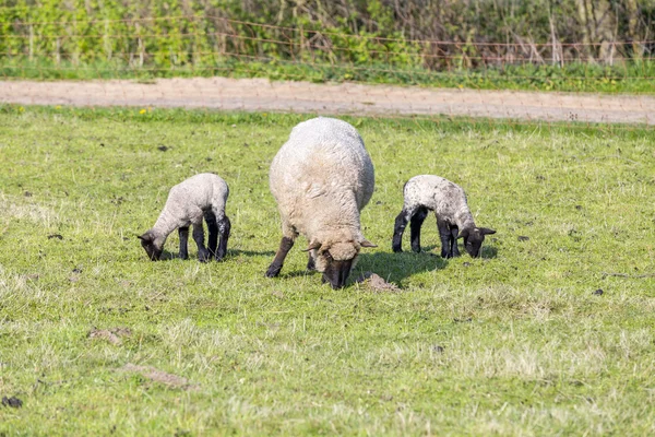 Pâturage printanier avec troupeau de moutons et d'agneaux — Photo