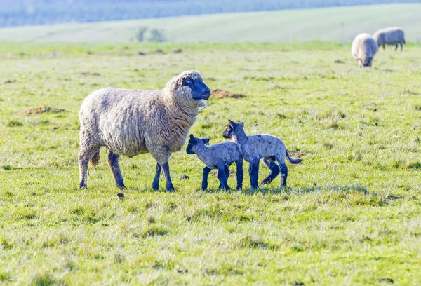 春天的牧场上有一群羊和羊羔 — 图库照片