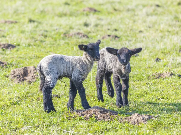 Tavaszi legelő juhokkal és bárányokkal — Stock Fotó