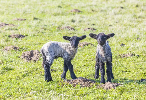 Pâturage printanier avec troupeau de moutons et d'agneaux — Photo
