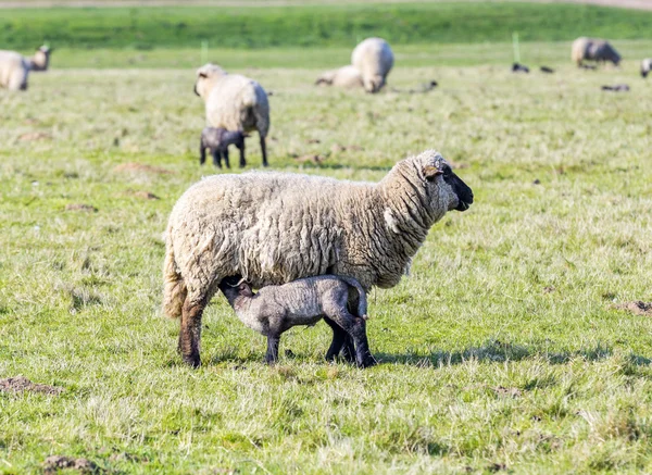 Pâturage printanier avec troupeau de moutons et d'agneaux — Photo