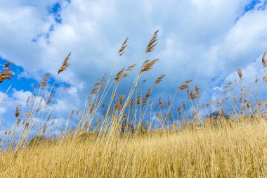 sazlık bulutlu gökyüzü ile çimen 