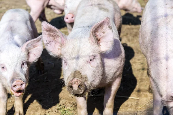 Stádo prasat na bio farmě — Stock fotografie