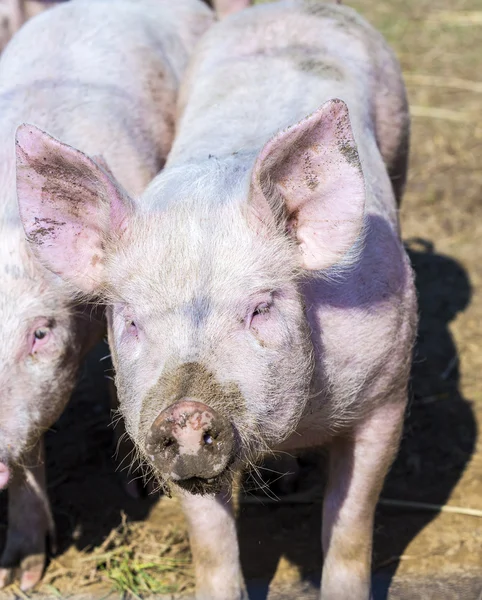 Стая свиней на биоферме — стоковое фото