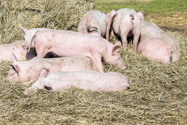 Schweineschwarm in einem Biohof — Stockfoto