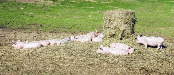 Gregge di suini in una fattoria biologica — Foto Stock