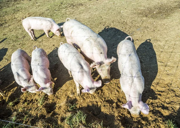 Flock of pigs in a bio farm — Stock Photo, Image