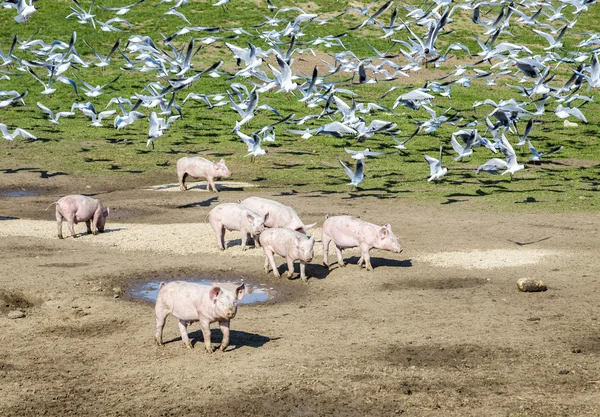 Pigs and pigeons at the meadow — Stock Photo, Image