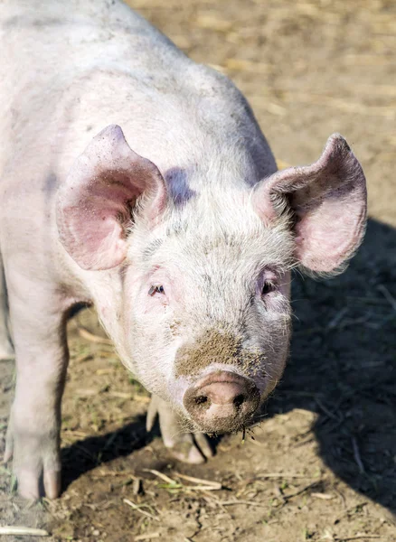 Schweineschwarm in einem Biohof — Stockfoto