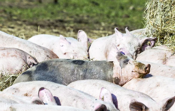 Schweineschwarm in einem Biohof — Stockfoto