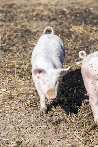 Schweineschwarm in einem Biohof — Stockfoto