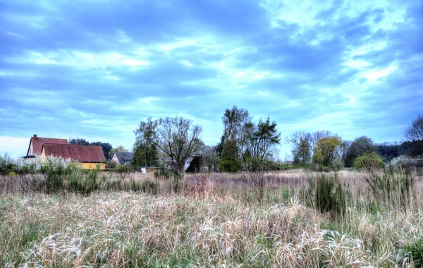 Paisaje de caña en Usedom — Foto de Stock