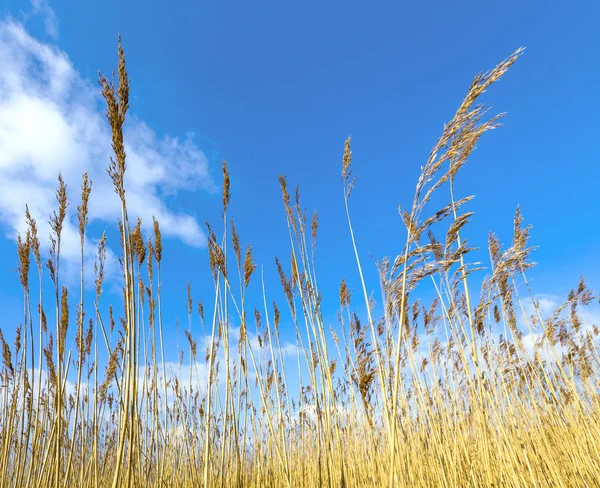 Cañas de hierba con cielo azul — Foto de Stock