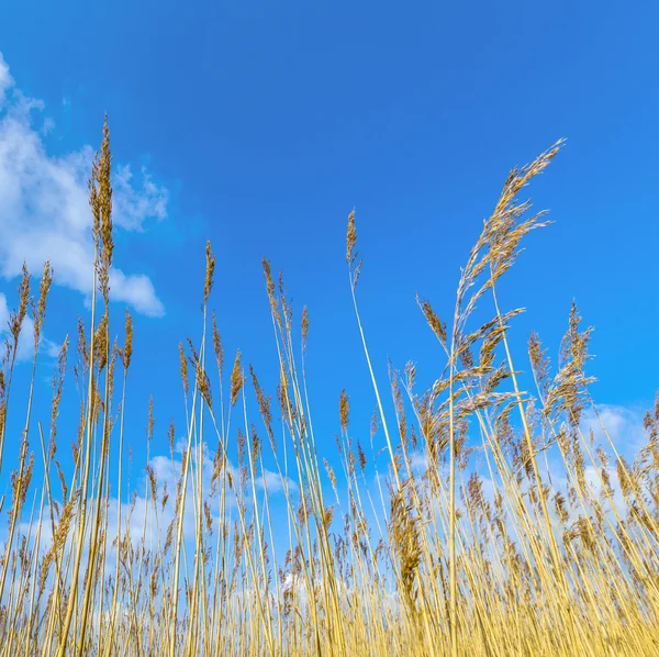 Reeds of grass with blue sky — Stock Photo, Image