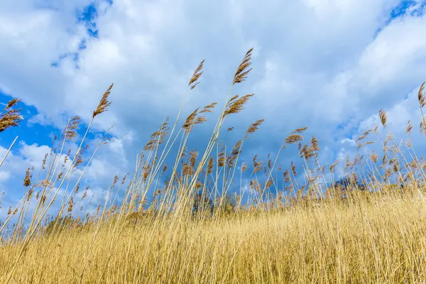 Reeds of grass with cloudy sky — Stock Photo, Image