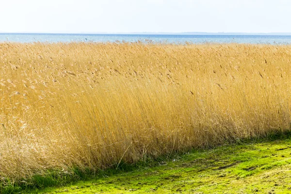 Rákosí trávy s zamračená obloha — Stock fotografie