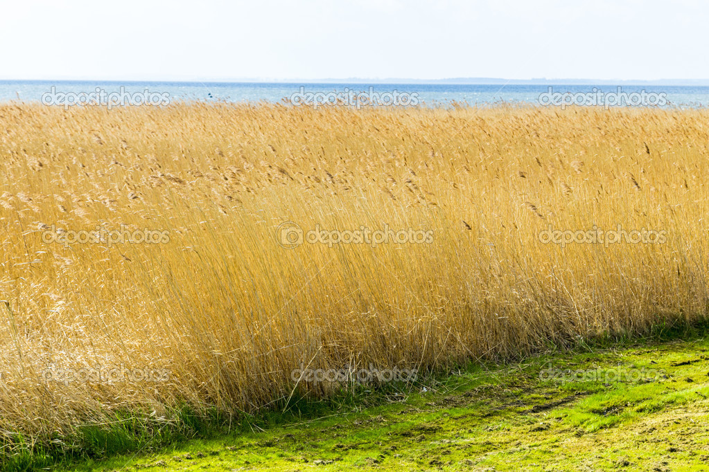 reeds of grass with cloudy sky 