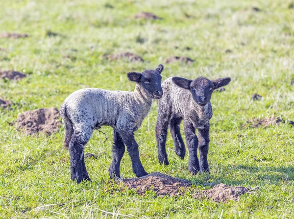 Vårbete med får- och lammflock — Stockfoto