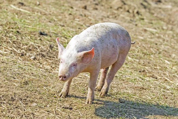 Flock of pigs in a bio farm — Stock Photo, Image