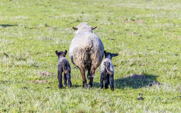 Tavaszi legelő juhokkal és bárányokkal — Stock Fotó