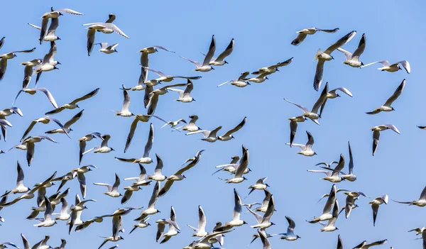 Bandada de aves bajo el cielo azul — Foto de Stock