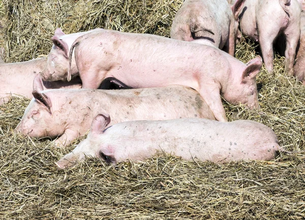 Schweineschwarm in einem Biohof — Stockfoto