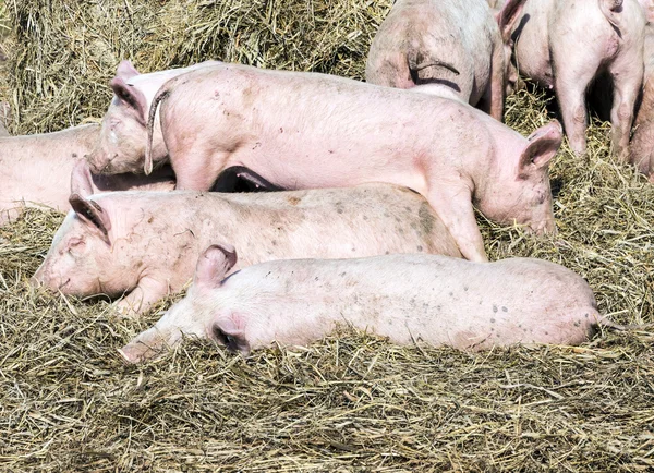 Flock of pigs in a bio farm — Stock Photo, Image