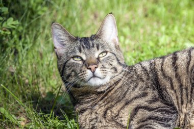 sevimli kedi onun hayat açık havada sahiptir 