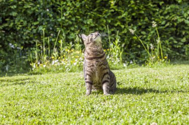 yeşil çim ve AVI oynayan yavru kedi