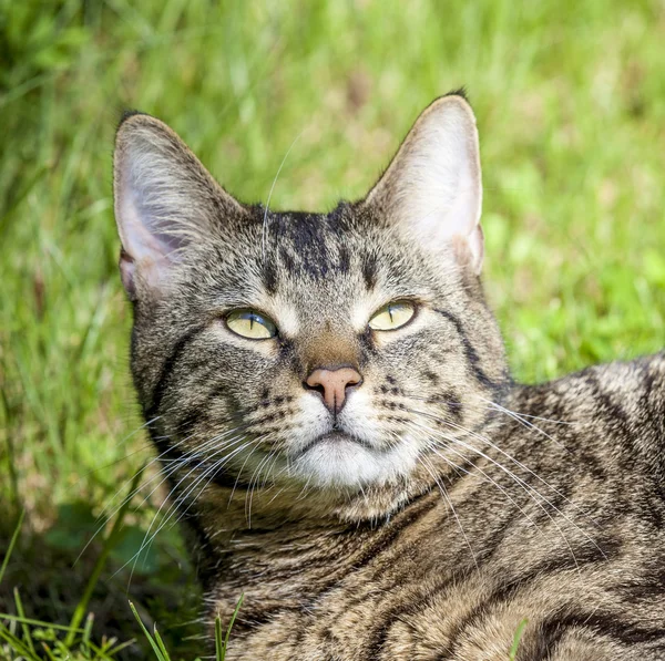 Gato bonito goza de sua vida ao ar livre — Fotografia de Stock