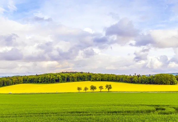 Beau paysage avec champ de viol et paysage nuageux dramatique — Photo