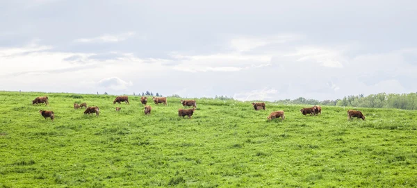 Cows grazing in a meadow in spring — Stock Photo, Image