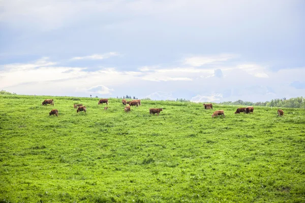 Vacas que pastam em um prado na primavera — Fotografia de Stock