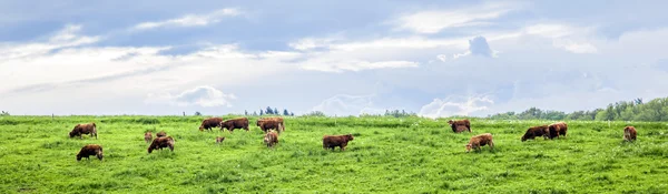Vacile pășunând pe o pajiște în primăvară — Fotografie, imagine de stoc