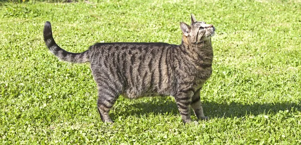 Kitten playing in the green grass and hunts — Stock Photo, Image