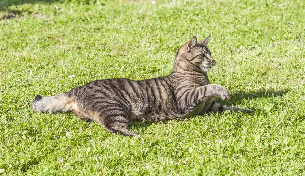 Котенок играет в зеленой траве и охотится — стоковое фото