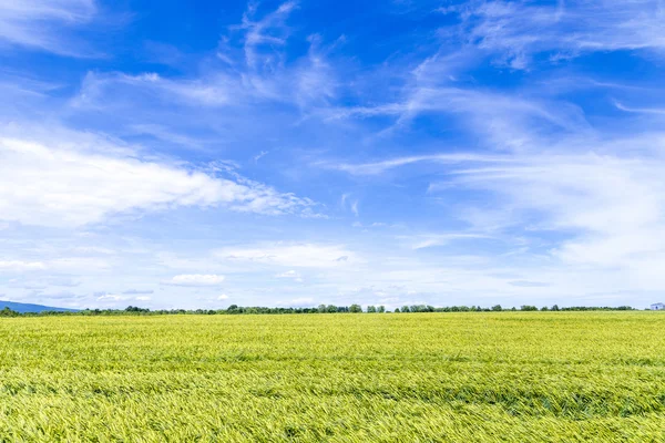 Maisfeld im Frühling mit blauem Himmel — Stockfoto