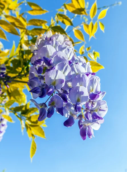 Bellissimo lilla sotto il cielo blu — Foto Stock
