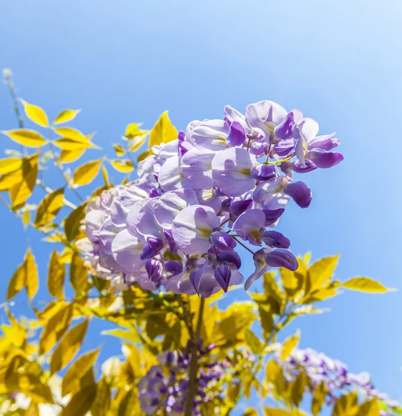 Beautiful lilac under blue sky — Stock Photo, Image