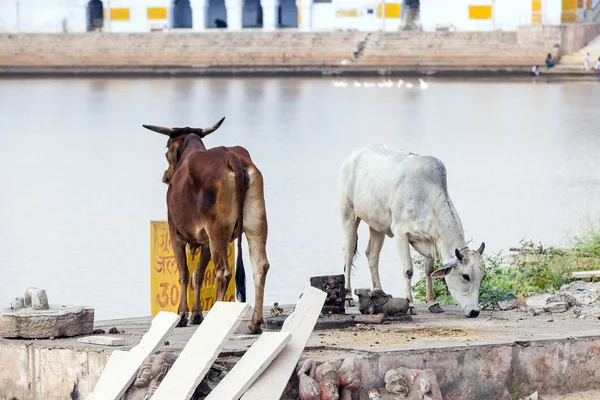 Cows at the lake in Pushkar — Stock Photo, Image