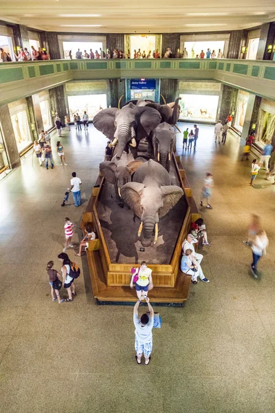 American Museum for National History in New York holds a large c — Stock Photo, Image